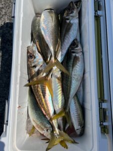 ４月６日　釣果
